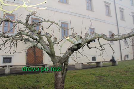 rez potomke in brajd 2025 (10)